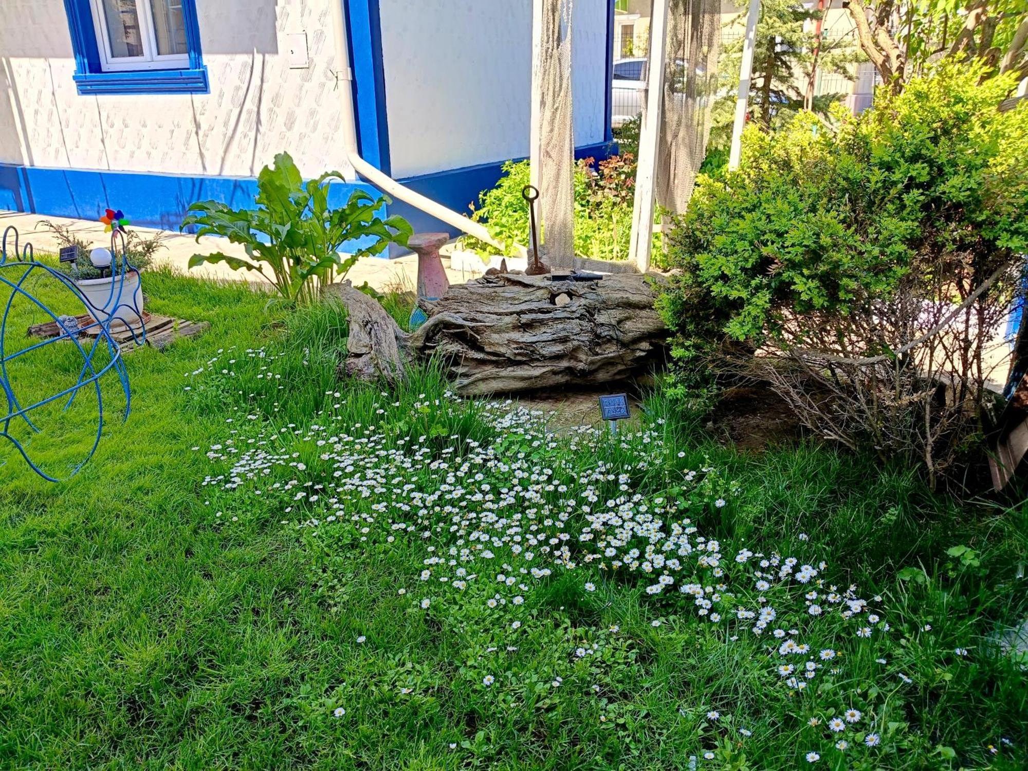 Casa Babica Guesthouse Costinesti Luaran gambar